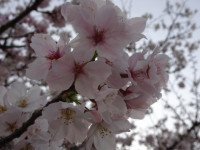 pict-DSC09998