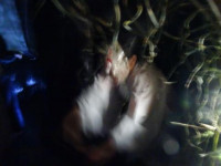 pict-DSC00022